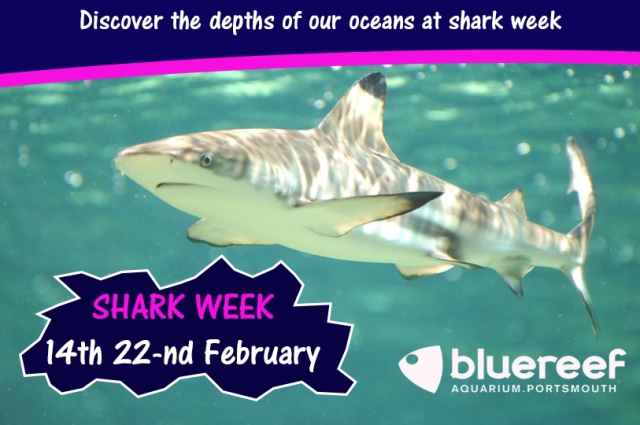 Shark Week 2